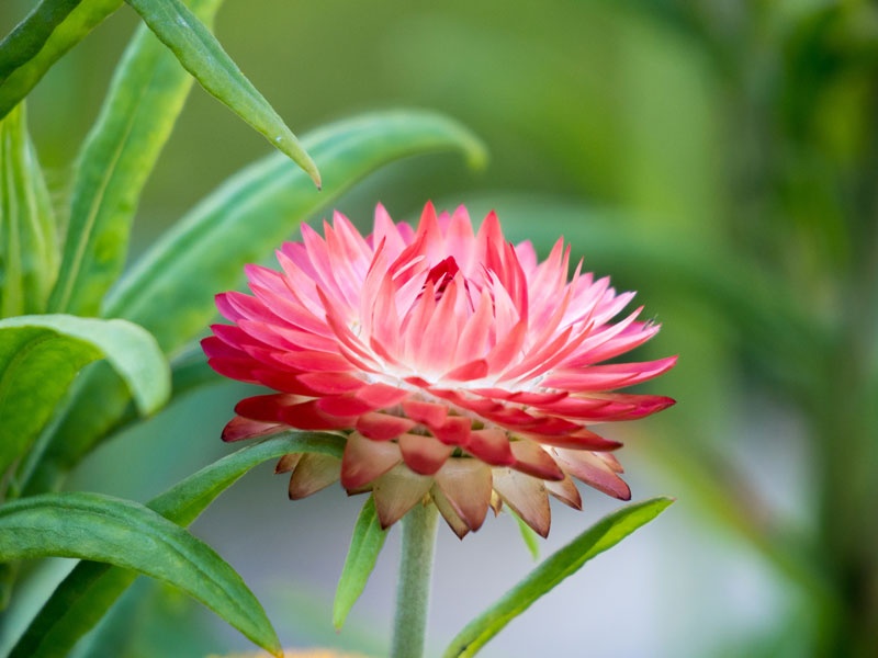 Tử vi tuần mới (29/9-5/10): Tuổi Tỵ sức hút đặc biệt, tuổi Thân thành công đến gần