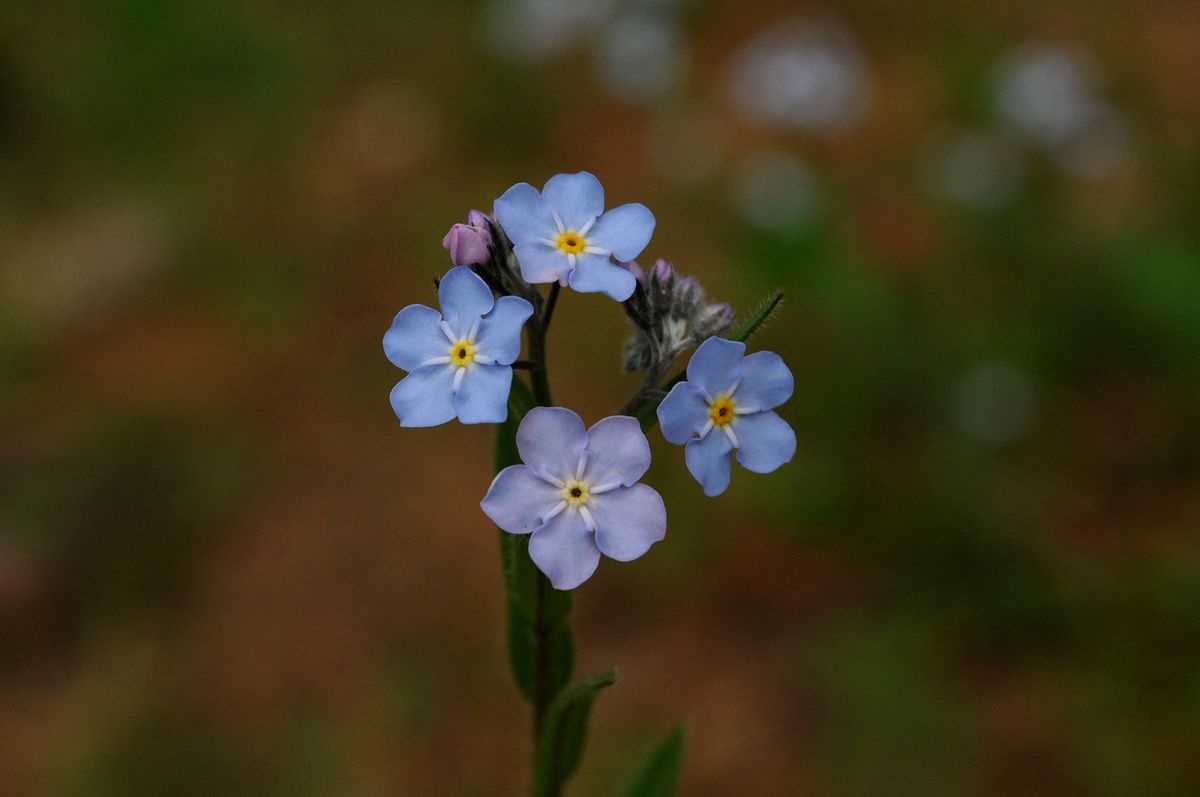 Tử vi tuần mới (29/9-5/10): Tuổi Tỵ sức hút đặc biệt, tuổi Thân thành công đến gần