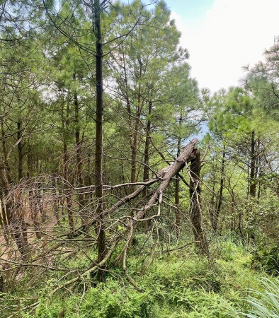 Những ngày mưa bão cũ