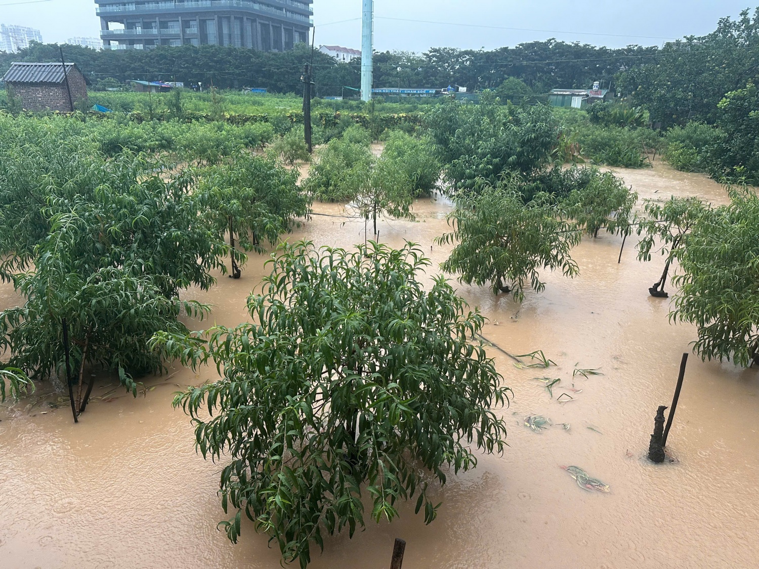 Vườn đào Phú Thượng ngập trong biển nước Hà Nội: Vườn đào Phú Thượng ngập trong