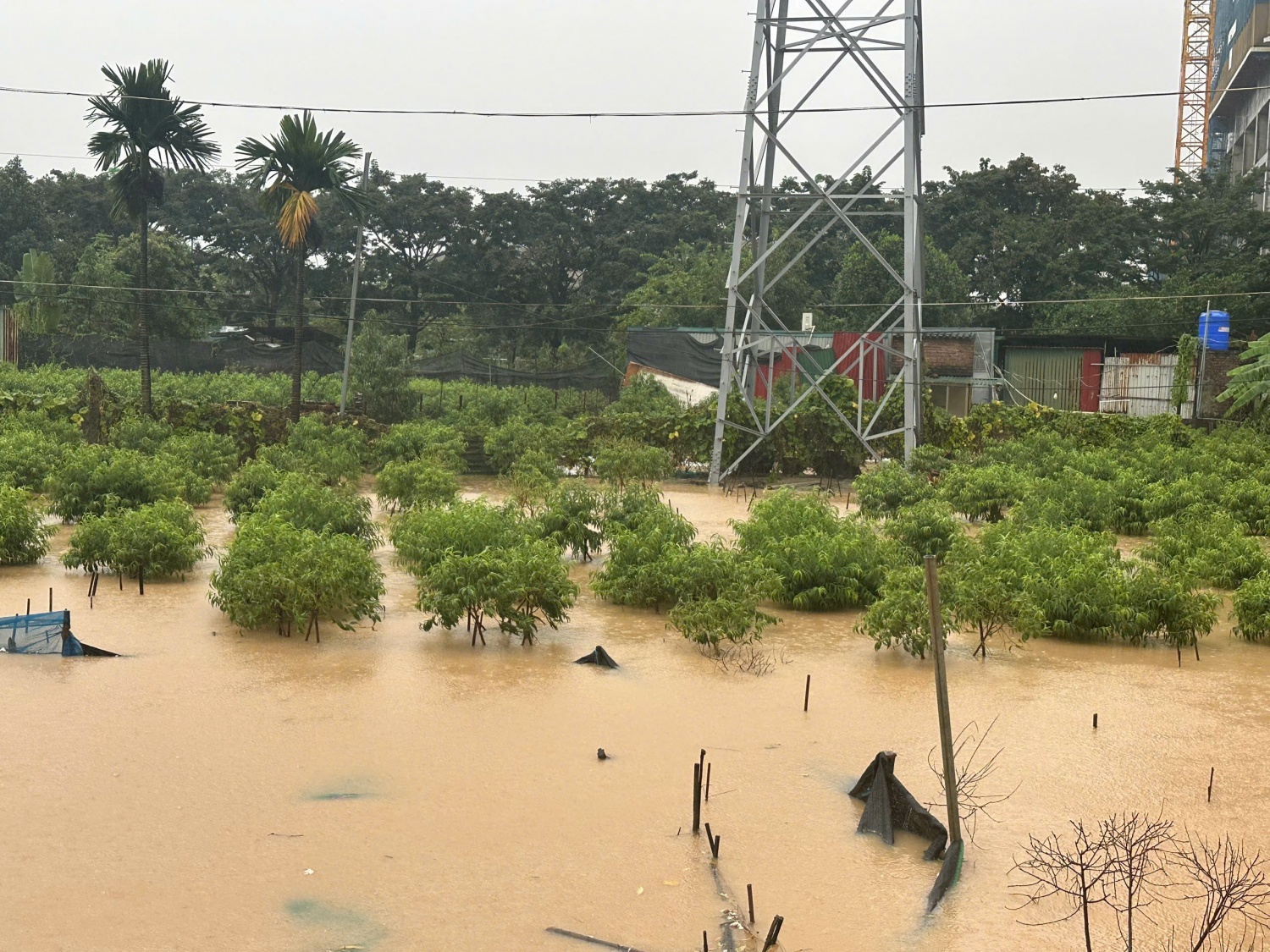 Đào Phú Thượng chìm trong  Đào Phú Thượng chìm trong