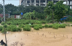 Đào Phú Thượng chìm trong "biển nước": Mùa hoa chưa kịp nở