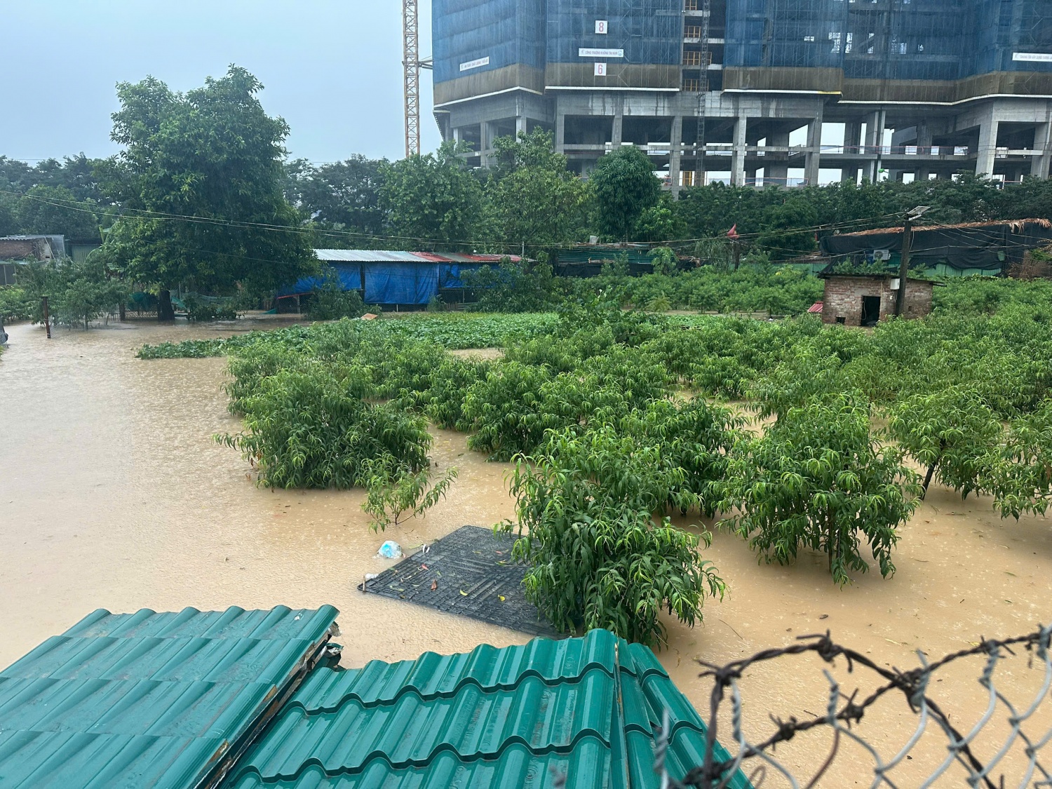 Đào Phú Thượng chìm trong  Đào Phú Thượng chìm trong