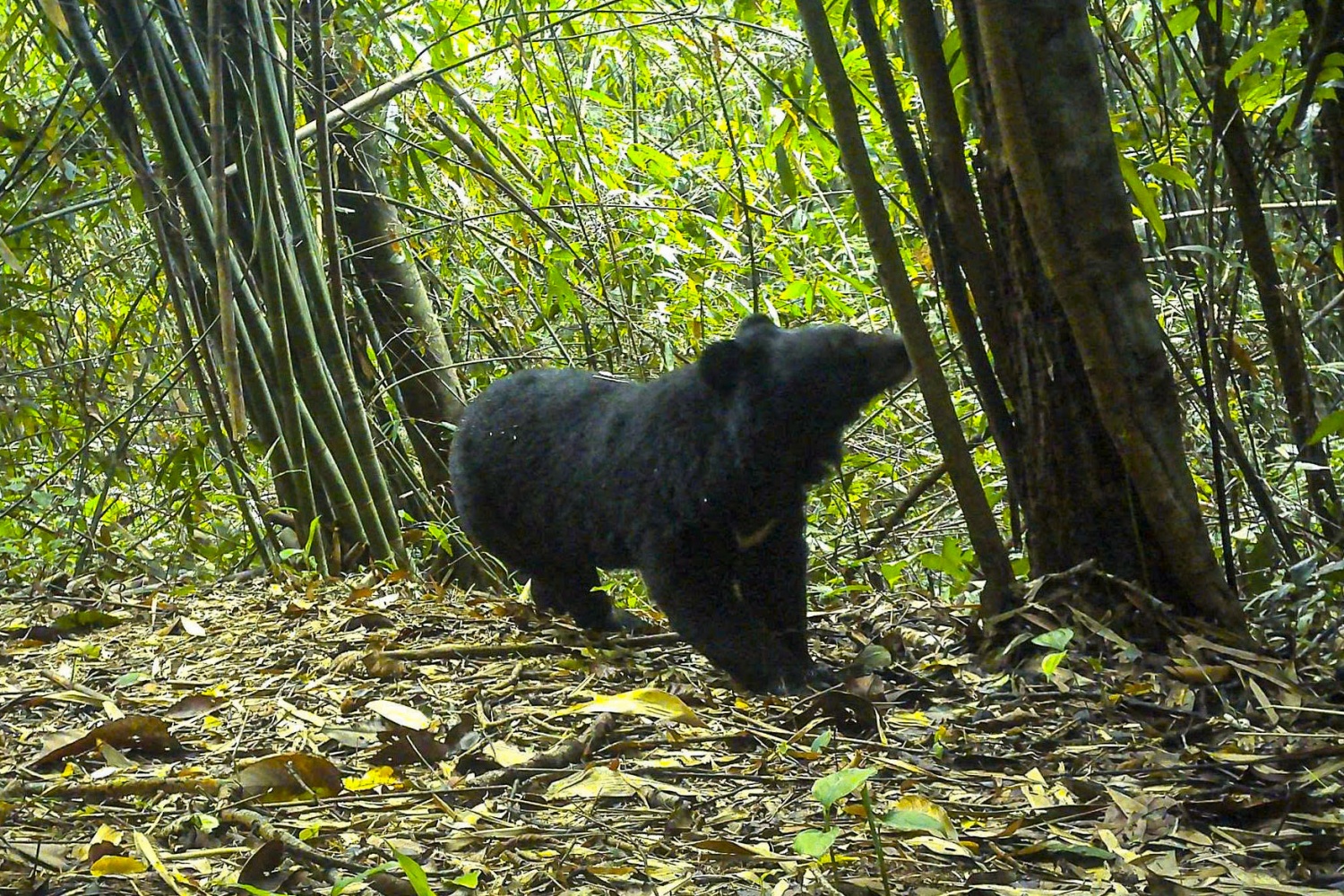 Cá thể gấu ngựa được bẫy ảnh chụp được tại Vươn quốc gia Chư Mom Ray. Cá thể gấu ngựa được bẫy ảnh chụp được tại Vươn quốc gia Chư Mom Ray.
