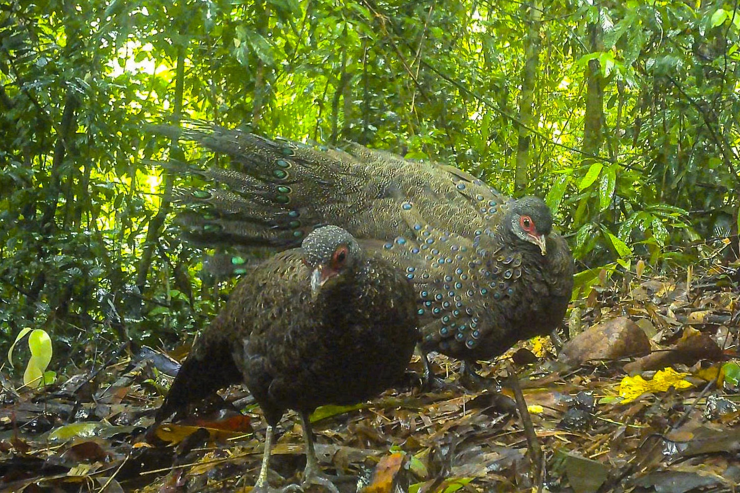 Gà tiền mặt đỏ được ghi nhận là loài động vật quý hiếm, nguy cấp cần được bảo vệ. Gà tiền mặt đỏ được ghi nhận là loài động vật quý hiếm, nguy cấp cần được bảo vệ.