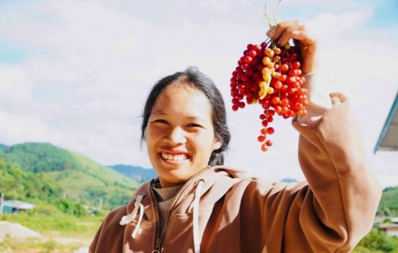 “Hạt ngọc trời” giúp người dân kiếm tiền triệu ở phía Tây Quảng Ngãi