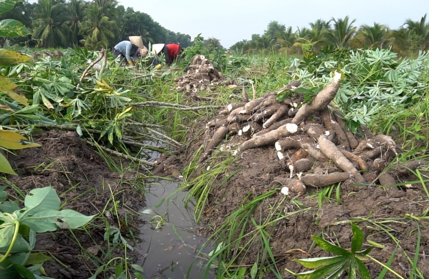 Tây Ninh tiên phong mô hình canh tác sắn tuần hoàn - Hướng đến giảm phát thải nông nghiệp