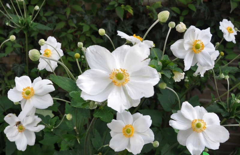 Tử vi tuần mới (3-9/11/2025): Tuổi Sửu cơ hội tiềm năng, tuổi Mão thuận buồm xuôi gió