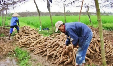 Bài toán vùng nguyên liệu cho xăng sinh học E10 trước giờ mở bán toàn quốc