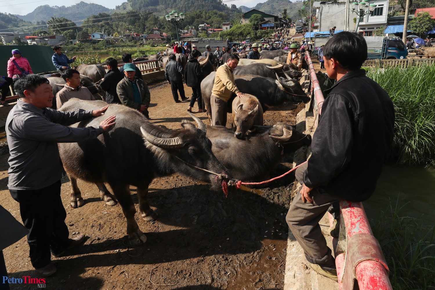 Phiên chợ trâu Bắc Hà: Sàn giao dịch trăm năm trên cao nguyên Phiên chợ trâu Bắc Hà: Sàn giao dịch trăm năm trên cao nguyên