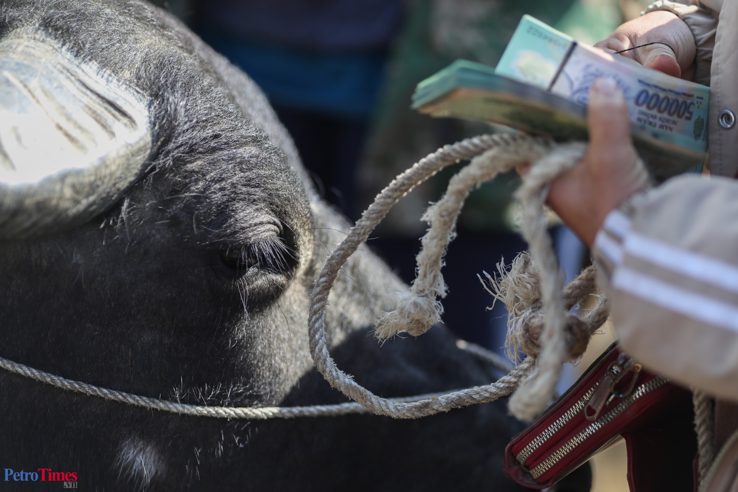 Phiên chợ trâu Bắc Hà: Sàn giao dịch trăm năm trên cao nguyên Phiên chợ trâu Bắc Hà: Sàn giao dịch trăm năm trên cao nguyên