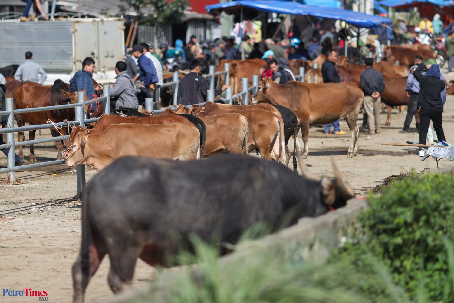 Phiên chợ trâu Bắc Hà: Sàn giao dịch trăm năm trên cao nguyên Phiên chợ trâu Bắc Hà: Sàn giao dịch trăm năm trên cao nguyên