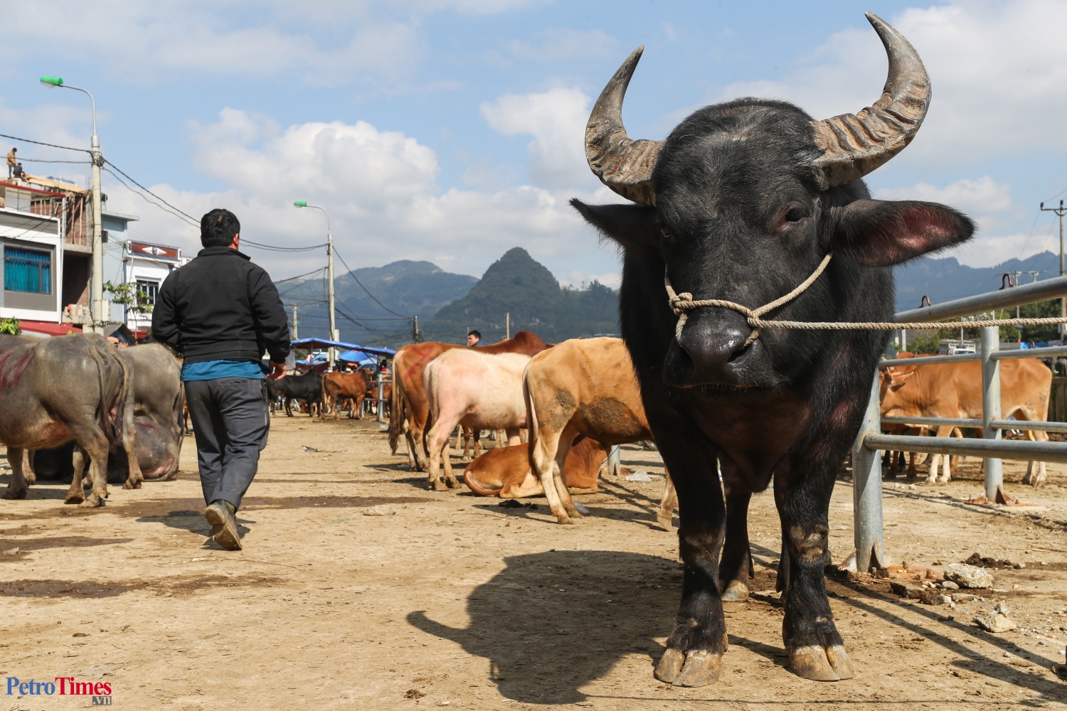 Phiên chợ trâu Bắc Hà: Sàn giao dịch trăm năm trên cao nguyên Phiên chợ trâu Bắc Hà: Sàn giao dịch trăm năm trên cao nguyên