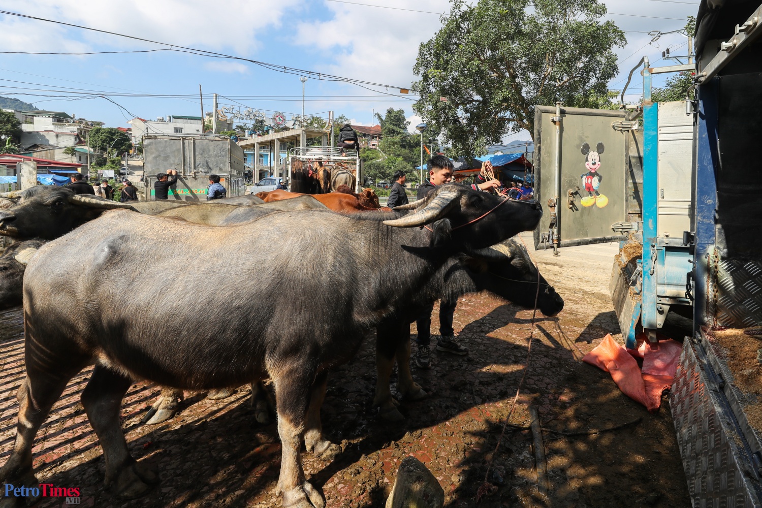 Phiên chợ trâu Bắc Hà: Sàn giao dịch trăm năm trên cao nguyên Phiên chợ trâu Bắc Hà: Sàn giao dịch trăm năm trên cao nguyên