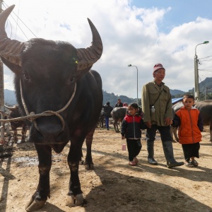Phiên chợ trâu Bắc Hà: "Sàn giao dịch trăm năm" nơi cao nguyên trắng