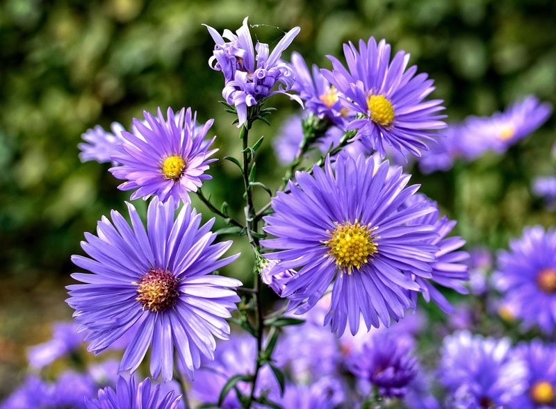 Tử vi tuần mới (24-30/11/2025): Tuổi Tuất tinh thần lạc quan, tuổi Tỵ thành tựu tự hào Tử vi tuần mới (24-30/11/2025): Tuổi Tuất tinh thần lạc quan, tuổi Tỵ thành tựu tự hào