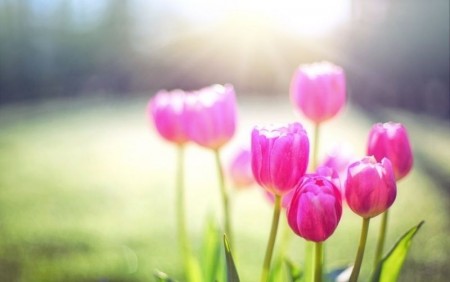 Tử vi tuần mới (1-7/12/2025): Tuổi Mão tin vui cát lành, tuổi Dần công danh khởi phát