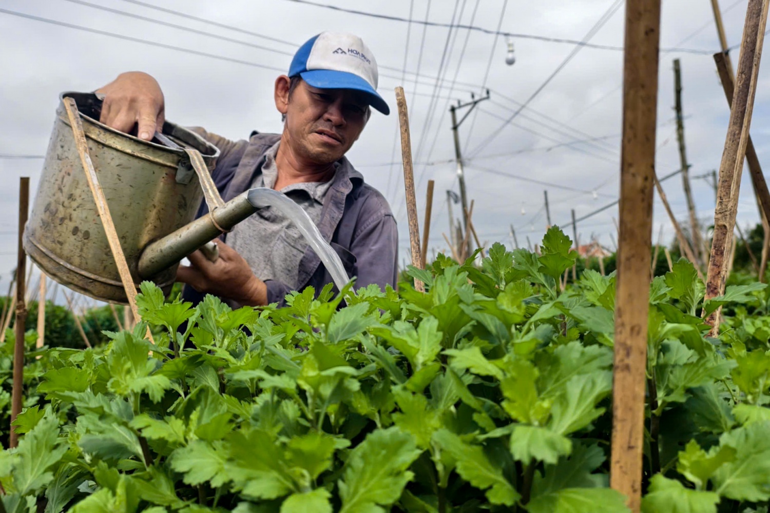 Trong vườn trồng khoảng 800 chậu hoa cúc, ông Nguyễn Văn Nhất (thôn Đồng Viên, xã Vệ Giang) đầy ủ rủ do vườn hoa của gia đình không phát triển như mong đợi. Mưa lớn kéo dài đã khiến vườn hoa của ông Nhất bị nấm, sâu bệnh… Bên cạnh đó, thời tiết thất thườn