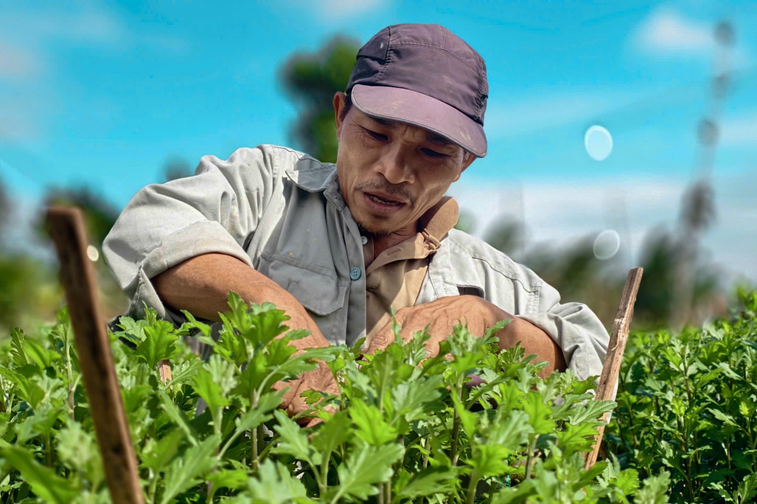 Gần đó, ông Lê Văn Nông cũng cho biết: “Vườn hoa gần 1.200 chậu của tôi cũng không phát triển như mong đợi. Năm trước, thời tiết ổn định hơn, cây phát triển tốt, đẹp để cung ứng ra thị trường. Nhưng năm nay nhiều khó khăn quá, giờ phải chăm sóc kỹ hơn nhi