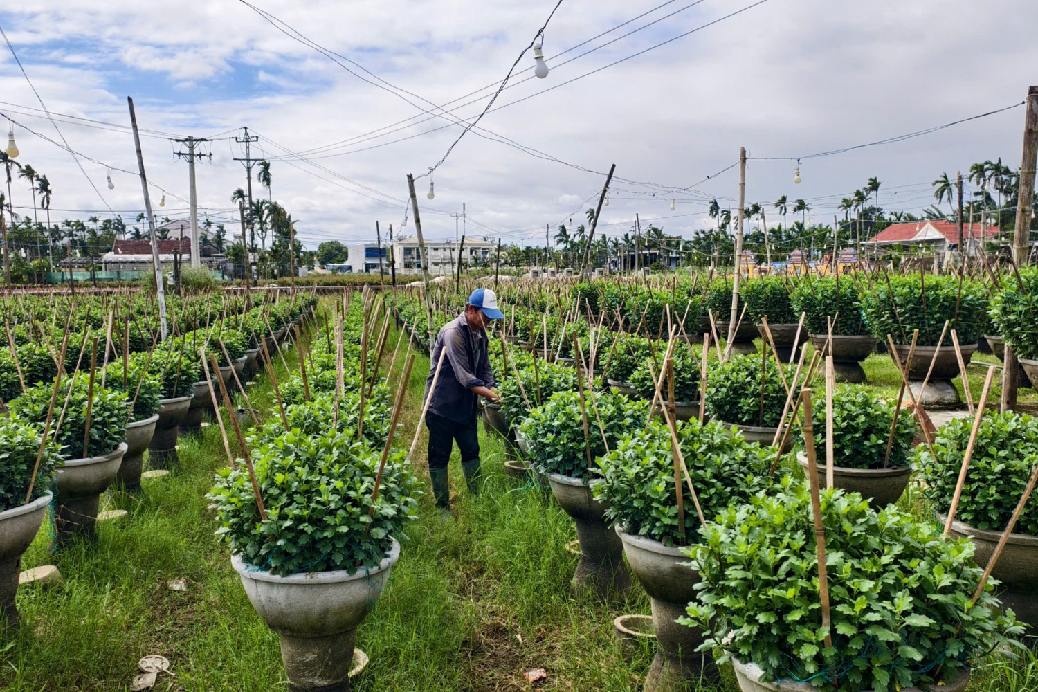 Bên cạnh việc thiên tai gây ảnh hưởng đến hoa, chi phí vật tư cũng tăng mạnh, khiến nhiều chủ vườn hoa thêm nhiều lo âu.