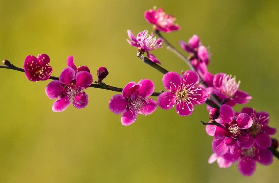 Thư mời cộng tác Ấn phẩm Xuân Bính Ngọ 2026 - Tạp chí Năng lượng Mới