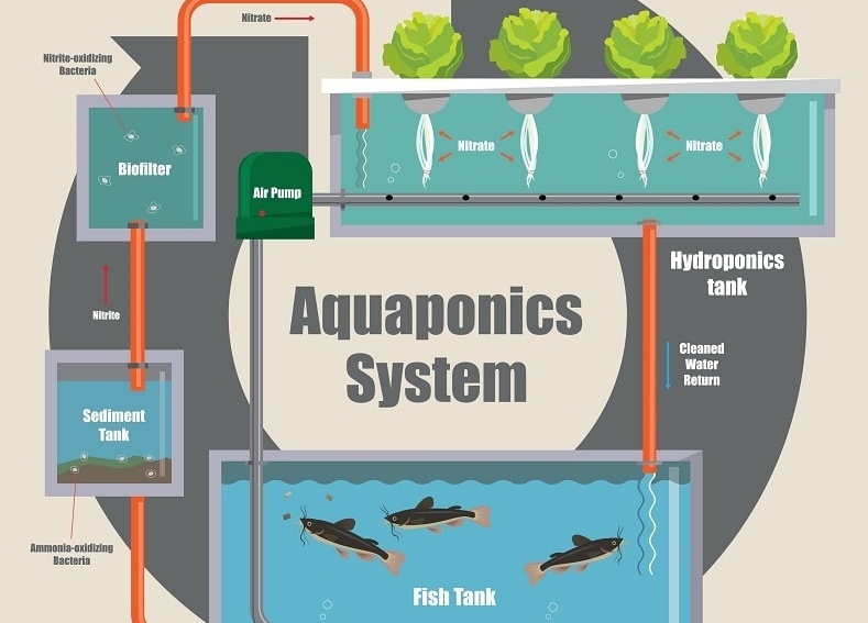 Quảng Ninh đột phá nuôi trồng thủy sản bằng công nghệ 4.0