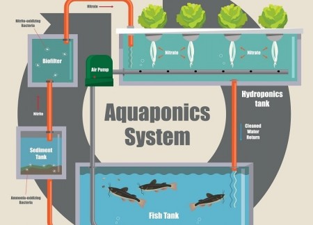 Quảng Ninh đột phá nuôi trồng thủy sản bằng công nghệ 4.0