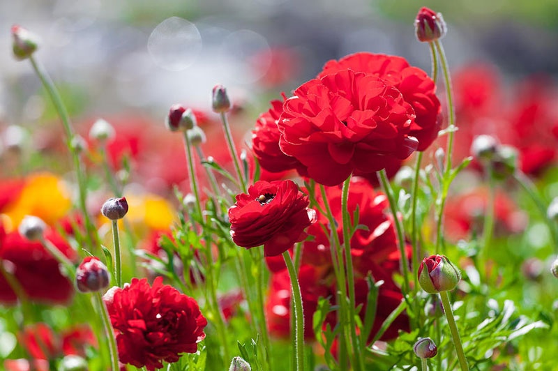 Tử vi tuần mới (15-21/12/2025): Tuổi Dậu tài chính khởi sắc, tuổi Thìn tư duy chiến lược