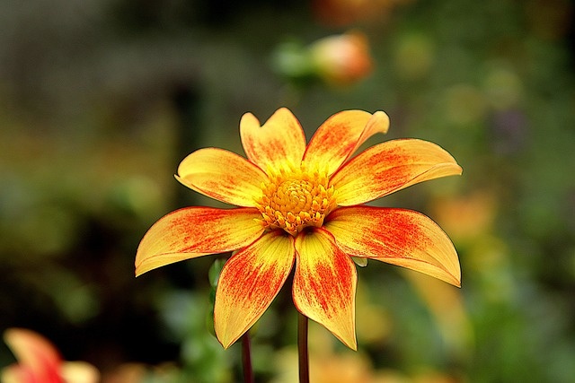 Tử vi tuần mới (29/12/2025 - 4/1/2026): Tuổi Sửu củng cố địa vị, tuổi Mùi sự nghiệp thăng tiến