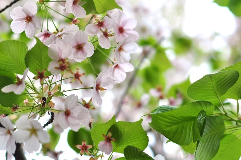 Tử vi tuần mới (29/12/2025 - 4/1/2026): Tuổi Sửu củng cố địa vị, tuổi Mùi sự nghiệp thăng tiến