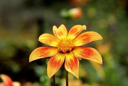 Tử vi tuần mới (29/12/2025 - 4/1/2026): Tuổi Sửu củng cố địa vị, tuổi Mùi sự nghiệp thăng tiến