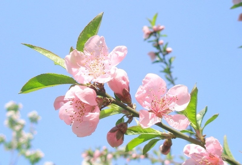 Tử vi tuần mới (5-11/1/2026): Tuổi Mão công danh xán lạn, tuổi Sửu hành động quyết đoán