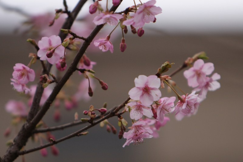 Tử vi tuần mới (26/1-1/2/2026): Tuổi Ngọ mở rộng ngoại giao, tuổi Thìn gặt hái thành quả