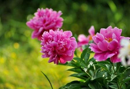 Tử vi tuần mới (26/1-1/2/2026): Tuổi Ngọ mở rộng ngoại giao, tuổi Thìn gặt hái thành quả