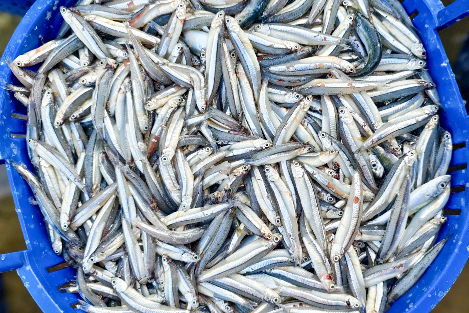 Ngư dân Quảng Ngãi phấn khởi thu hàng tấn cá tươi dịp giáp Tết