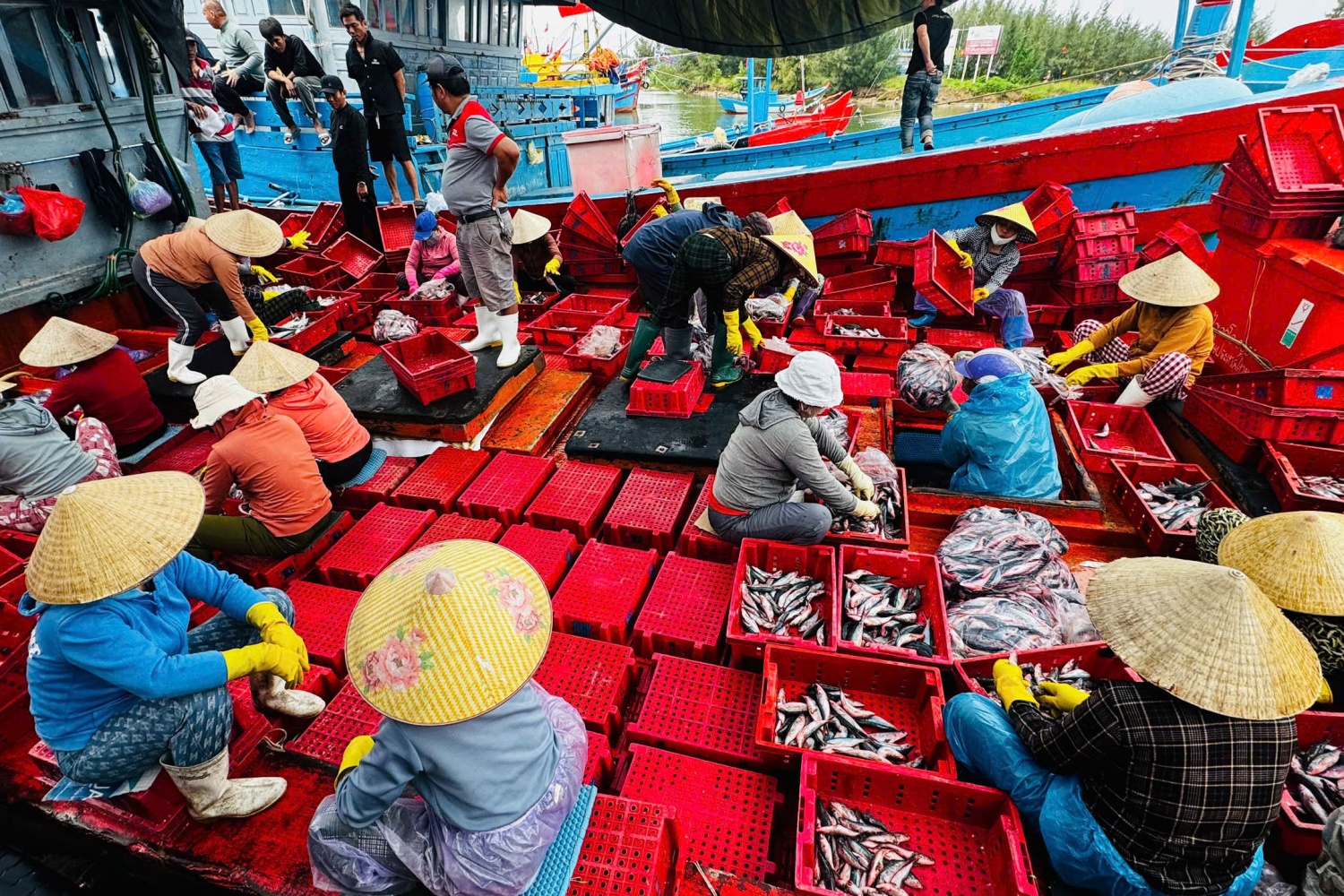 Ngư dân Quảng Ngãi phấn khởi thu hàng tấn cá tươi dịp giáp Tết