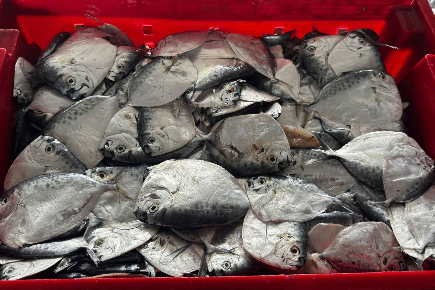 Ngư dân Quảng Ngãi phấn khởi thu hàng tấn cá tươi dịp giáp Tết