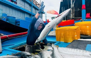 Ngư dân Quảng Ngãi phấn khởi thu hàng tấn cá tươi dịp giáp Tết