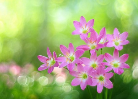 Tử vi tuần mới (2-8/2/2026): Tuổi Tuất quý nhân soi đường, tuổi Dậu cơ hội thăng tiến