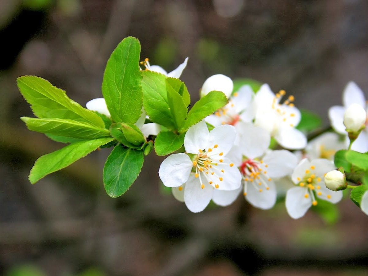 Tử vi tuần mới (9-15/2/2026): Tuổi Thân tài chính khả quan, tuổi Sửu vận trình rực rỡ