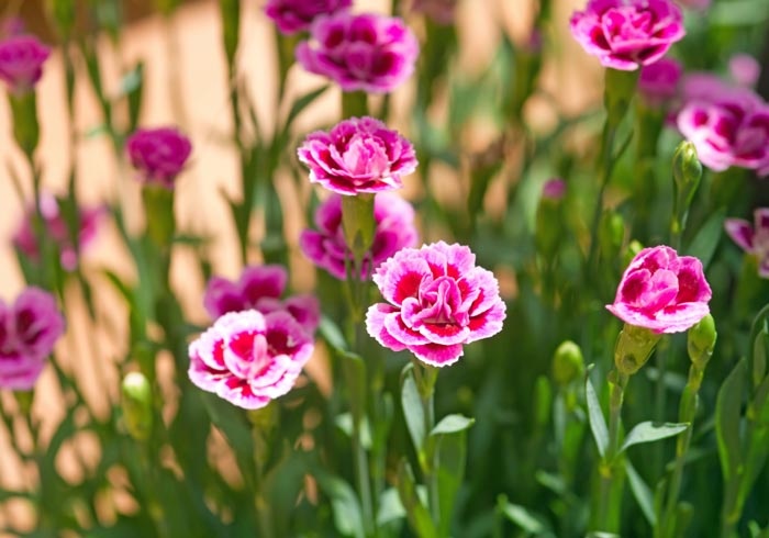 Tử vi tuần mới (9-15/2/2026): Tuổi Thân tài chính khả quan, tuổi Sửu vận trình rực rỡ