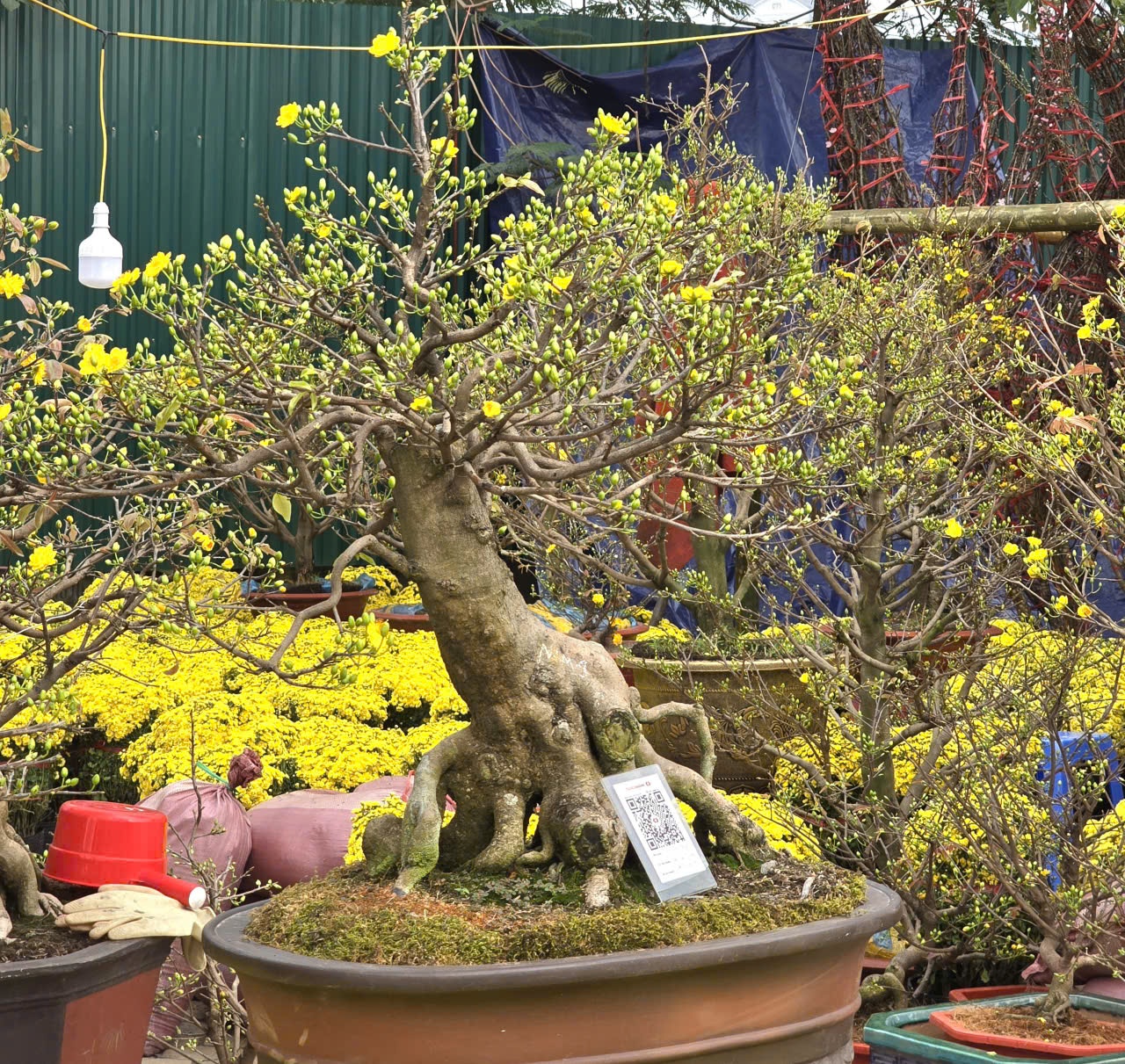 Sắc xuân hội tụ tại chợ hoa Tết Mỹ Đình