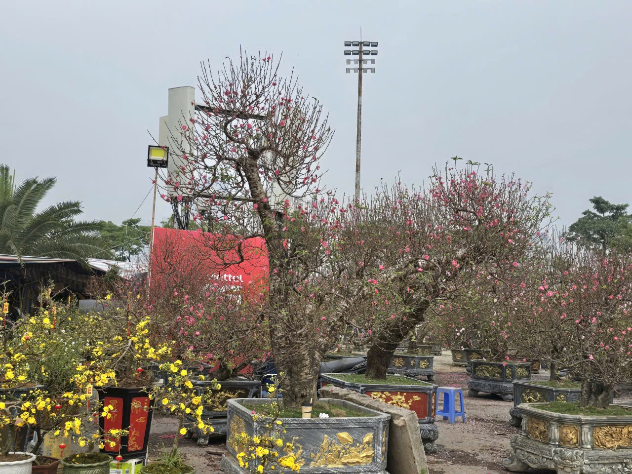 Sắc xuân hội tụ tại chợ hoa Tết Mỹ Đình