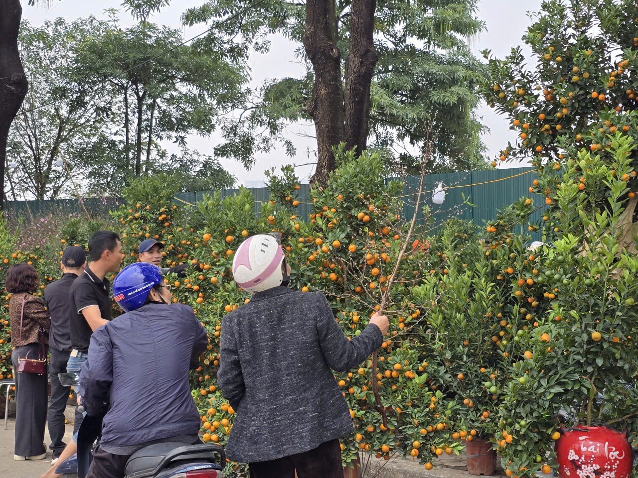 Sắc xuân hội tụ tại chợ hoa Tết Mỹ Đình