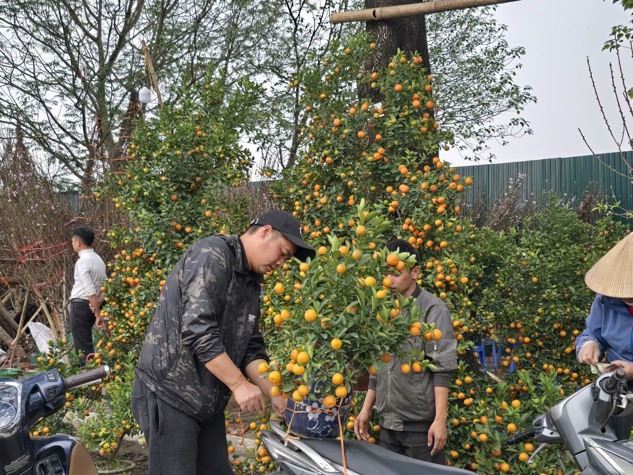 Sắc xuân hội tụ tại chợ hoa Tết Mỹ Đình