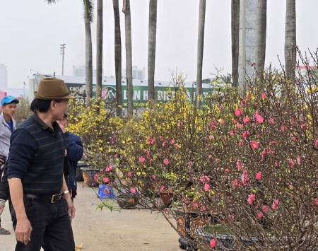 Sắc xuân hội tụ tại chợ hoa Tết Mỹ Đình