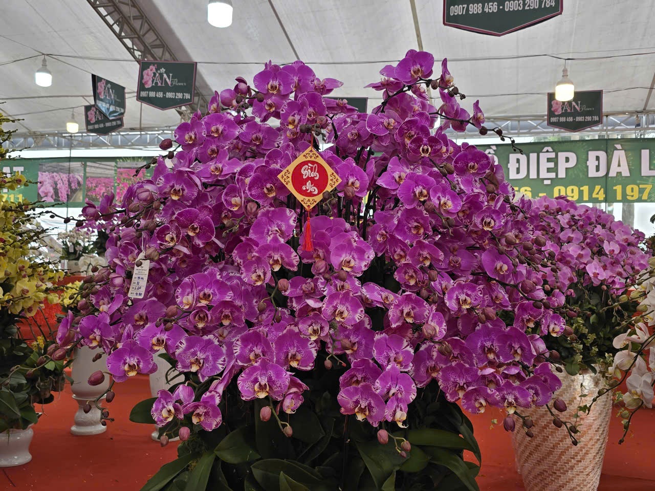 Sắc xuân hội tụ tại chợ hoa Tết Mỹ Đình