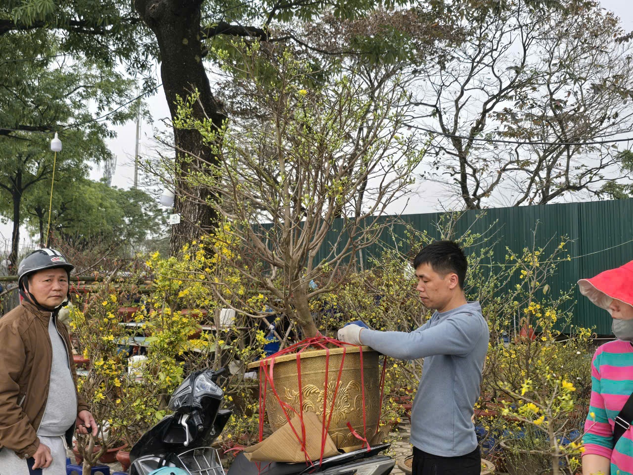 Sắc xuân hội tụ tại chợ hoa Tết Mỹ Đình