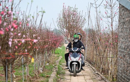 Thị trường hoa Tết 2026: Sức mua giảm, nhà vườn thấp thỏm