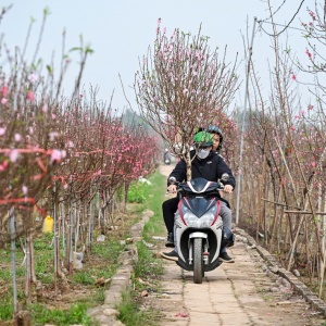 Thị trường hoa Tết 2026: Sức mua giảm, nhà vườn thấp thỏm